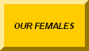 CLICK TO GO BACK TO OUR FEMALES